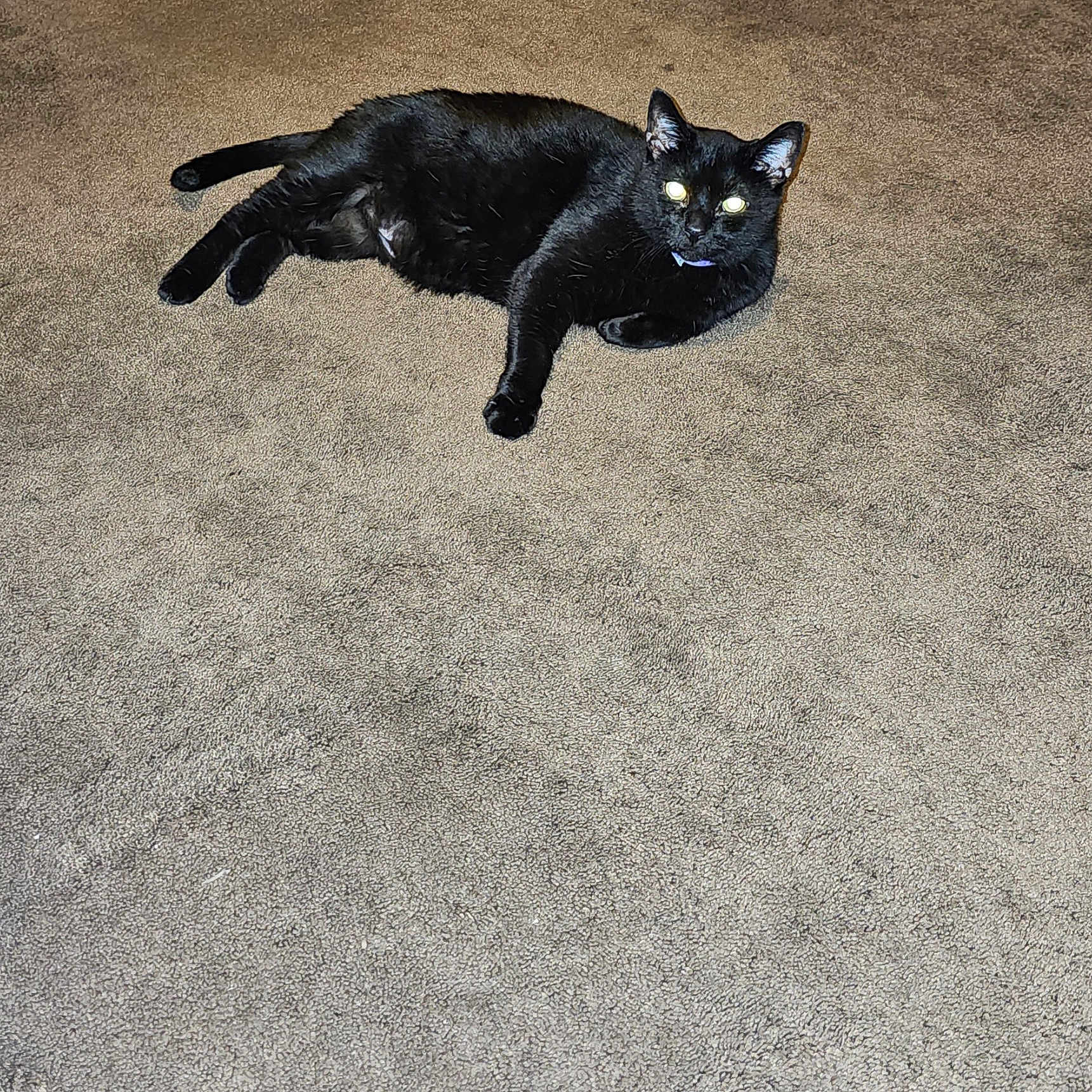 Mana is registered to the contest to win money with this photo: cat, black_cat, pet, animal, indoor, carpet, feline, relaxed, lying_down, mammal, whiskers, ears, tail, eyes, collar, home, floor, domestic_animal, cute, resting
