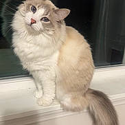 Ruth is registered to the contest to win money with this photo: cat, fluffy, blue_eyes, sitting, windowsill, curious, indoor, pet, feline, white_fur, cream_fur, tail, portrait, close_up, whiskers, cute, domestic_cat, animal, soft_fur, window