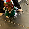 dog, costume, elf, holiday, indoor, person, slippers, pants, tile_floor, shoe_rack, mirror, brown_dog, festive, pet, cute, animal, small_dog, green_costume, red_hat, holiday_season