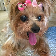 Sasha joined the competition — help win amazing prizes! dog, small_dog, bow, pink_bow, tongue_out, cute, indoor, carpet, fur, pet, animal, closeup, playful, adorable, face, ears, brown_fur, hair_bows, tongue, happy