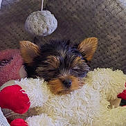 Willow Sage joined the competition — help win amazing prizes! animal, bed, comfort, cozy, cuddling, cute, dog, ears, fluffy, fur, indoors, nose, pet, plush_toy, puppy, resting, sleep, sleeping, small_dog, toy