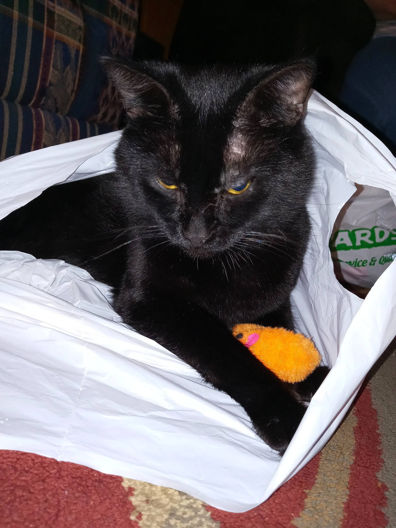 Gotham is registered to the contest to win money with this photo: bag, bed, black_cat, carnivore, cat, cat_supply, claw, comfort, couch, domestic_short_haired_cat, felidae, fur, grey, linens, nap, sitting, small_to_medium_sized_cats, snout, tail, whiskers