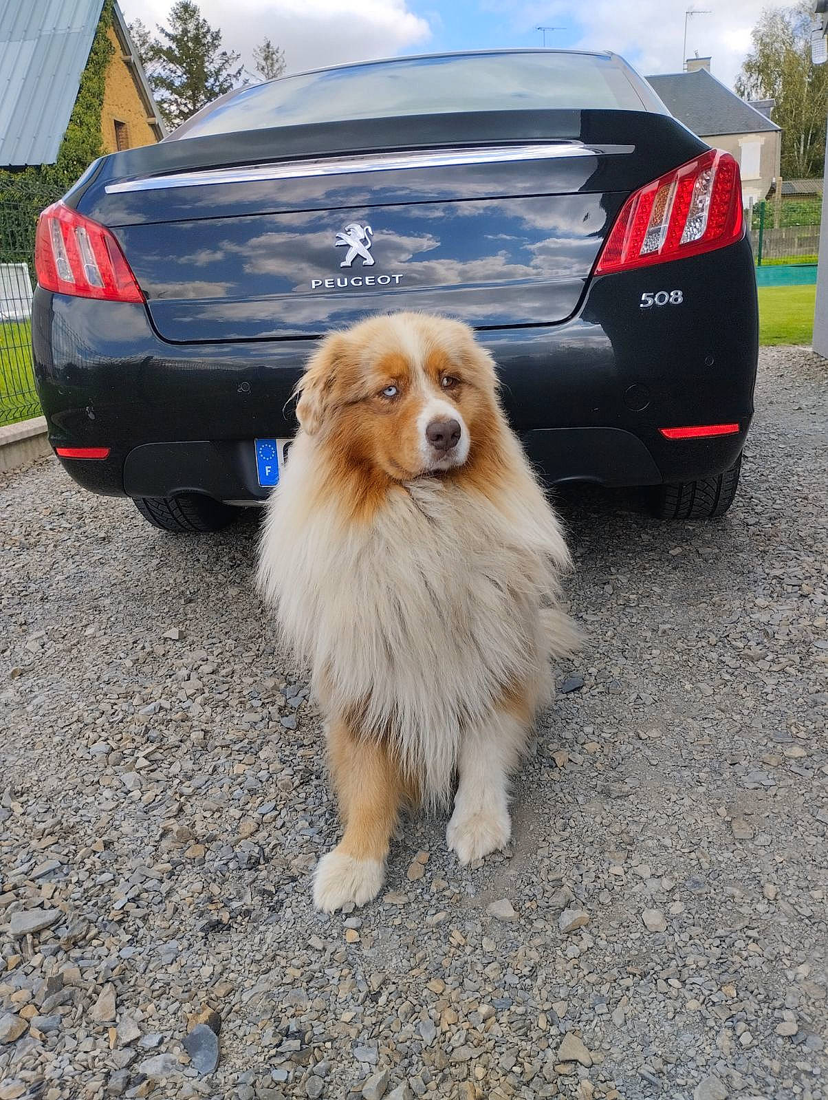 Olympe participe au concours pour gagner de l'argent avec cette photo : asphalt, automotive_design, automotive_exterior, automotive_lighting, automotive_tail_brake_light, automotive_tire, car, carnivore, cloud, dog, dog_breed, hood, mode_of_transport, motor_vehicle, sky, tire, trunk, vehicle, vehicle_registration_plate, wheel