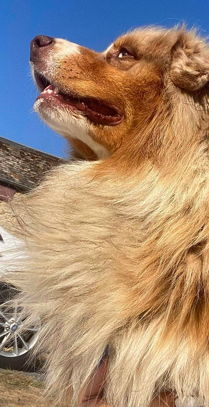 Olympe participe au concours pour gagner de l'argent avec cette photo : ancient_dog_breeds, canidae, carnivore, close_up, companion_dog, dog, dog_breed, dog_collar, dog_sports, fawn, fur, liver, sky, snout, sporting_group, street_dog, terrestrial_animal, waste_container, whiskers, working_animal
