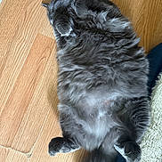 Gray joined the competition — help win amazing prizes! cat, gray_cat, fluffy, lying_down, floor, wooden_floor, pet, domestic_animal, relaxing, sleeping, paws, tail, fur, cute, animal, indoor, cozy, resting, whiskers, feline