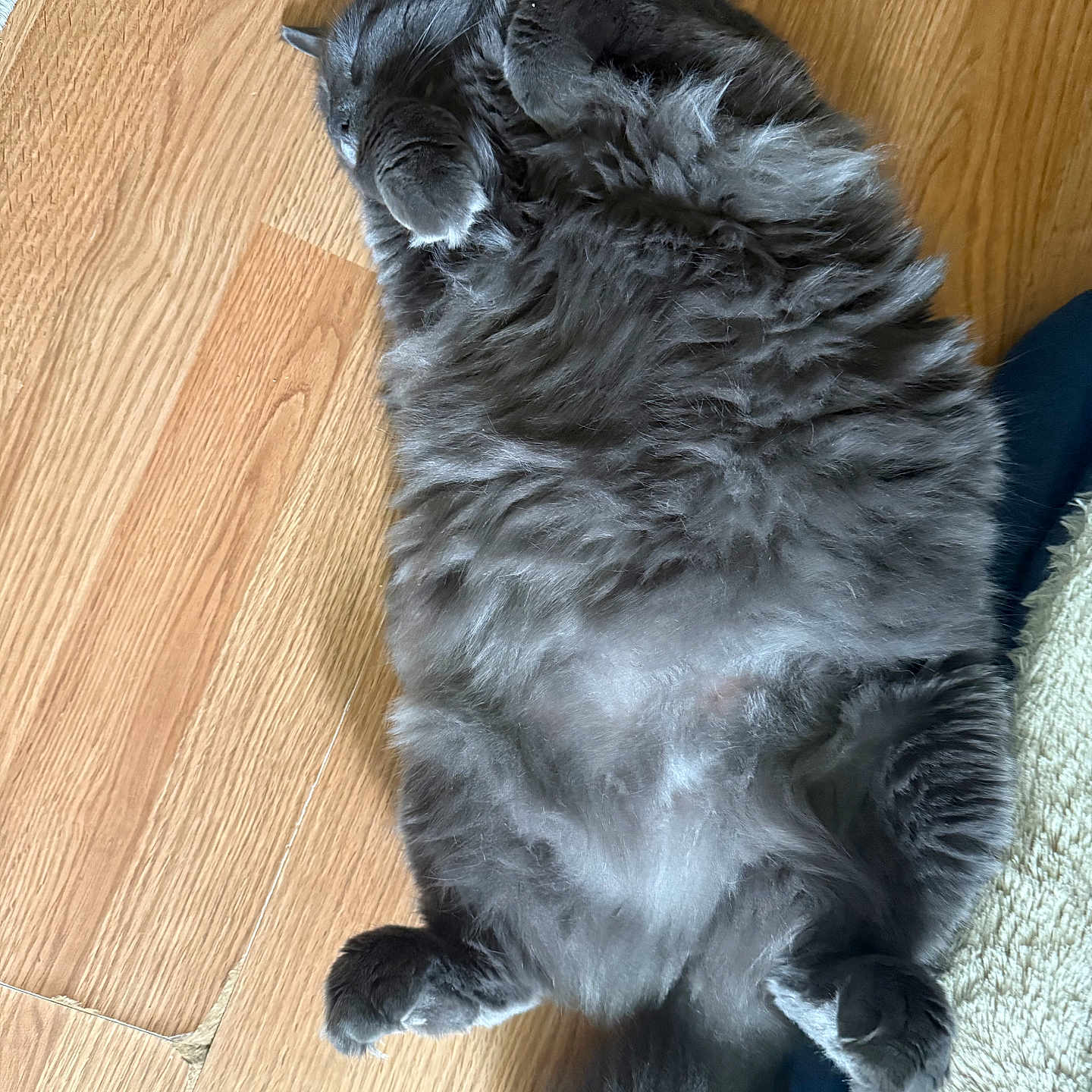 Gray joined the competition — help win amazing prizes! animal, cat, cozy, cute, domestic_animal, feline, floor, fluffy, fur, gray_cat, indoor, lying_down, paws, pet, relaxing, resting, sleeping, tail, whiskers, wooden_floor