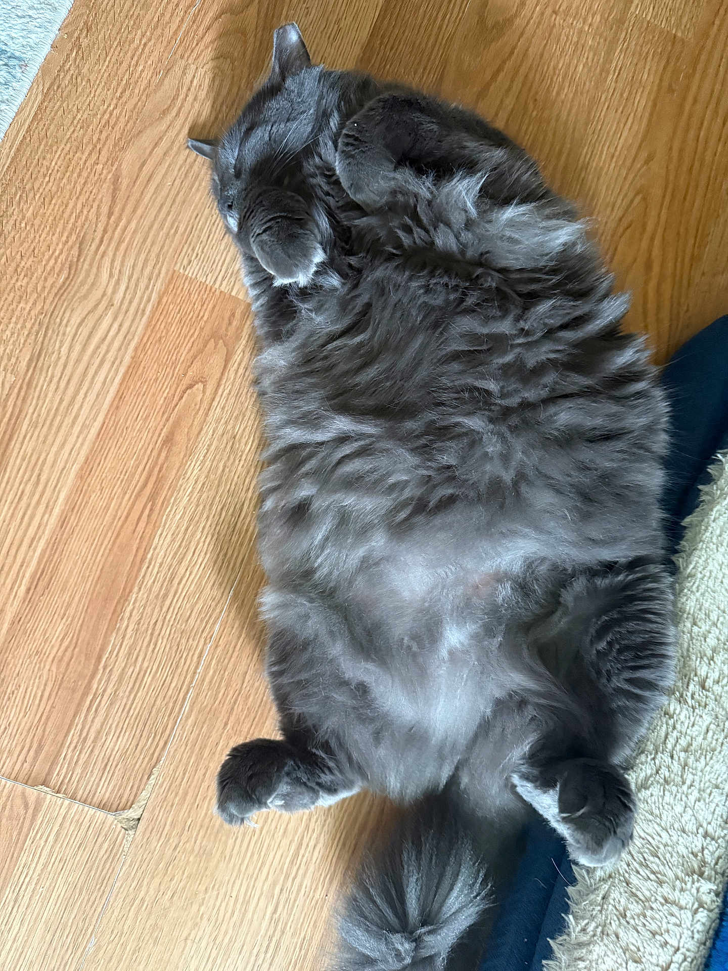 Gray joined the competition — help win amazing prizes! cat, gray_cat, fluffy, lying_down, floor, wooden_floor, pet, domestic_animal, relaxing, sleeping, paws, tail, fur, cute, animal, indoor, cozy, resting, whiskers, feline