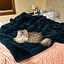 Mei Mei joined the competition — help win amazing prizes! cat, fluffy_cat, bed, blanket, pink_bedspread, pillow, nightstand, lamp, window, wooden_blinds, indoor, cozy, pet, feline, resting, fur, animal, household, relaxed, living_space