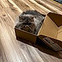 Mei Mei joined the competition — help win amazing prizes! cat, cardboard_box, floor, wood_flooring, pet, animal, feline, fluffy, gray_cat, indoor, home, relaxed, box, curious, sitting, fur, whiskers, domestic_animal, bare_feet, wooden_floor