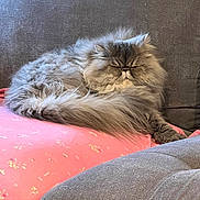 Mei Mei is registered to the contest to win money with this photo: cat, persian_cat, fluffy, sleeping, pink_pillow, grey_couch, pet, indoor, resting, cozy, fur, animal, cute, relaxed, home, comfort, feline, soft, nap, domestic_cat