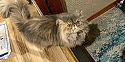 Mei Mei joined the competition — help win amazing prizes! cat, persian_cat, fluffy, gray_cat, orange_eyes, indoor, wooden_floor, rug, doorframe, curious, pet, animal, feline, home, carpet, flooring, domestic_cat, looking_up, fur, whiskers