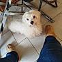 blue_jeans, casual, chair, companion, curious, curled_fur, dog, domestic, floor, fluffy, home, indoor, looking_up, metal_chair_legs, pet, resting, slippers, small_dog, tile_floor, white_dog