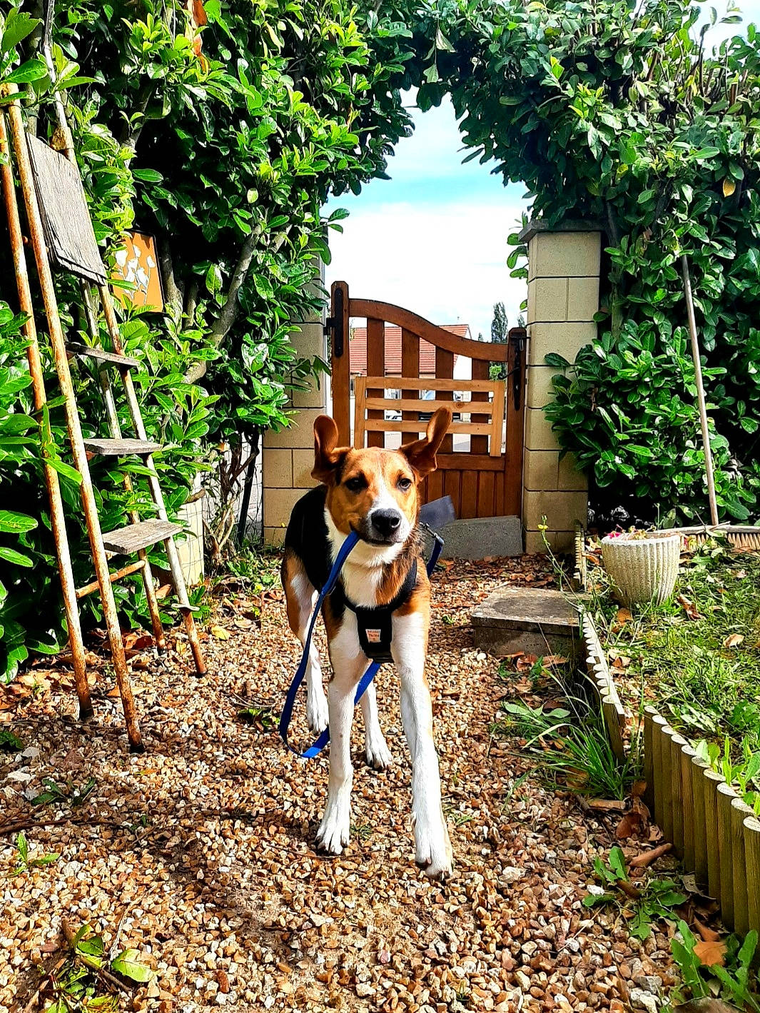 Bucky participe au concours pour gagner de l'argent avec cette photo : art, building, carnivore, cloud, companion_dog, dog, dog_breed, dog_supply, door, fawn, grass, house, leisure, plant, sky, snout, sporting_group, tree, window, working_animal