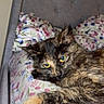 cat, tortoiseshell, bed, floral_pattern, headboard, feline, pet, animal, resting, indoor, cozy, fur, paw, sleepy, domestic_cat, closeup, cute, relaxed, bedroom, pattern