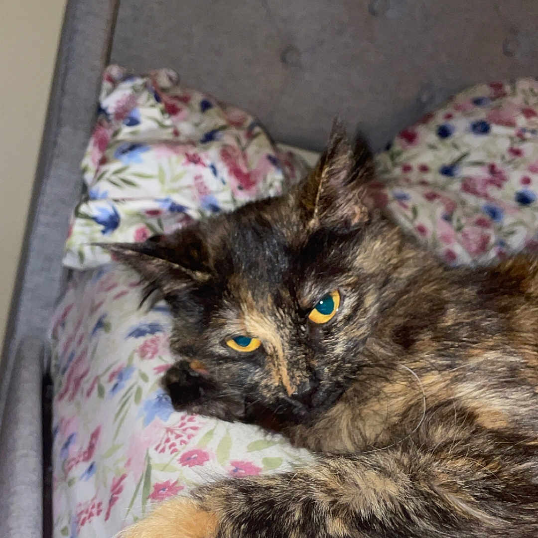 Nona joined the competition — help win amazing prizes! cat, tortoiseshell, bed, floral_pattern, headboard, feline, pet, animal, resting, indoor, cozy, fur, paw, sleepy, domestic_cat, closeup, cute, relaxed, bedroom, pattern