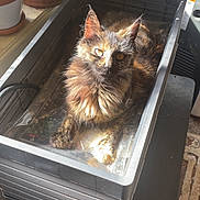 Nona is registered to the contest to win money with this photo: animal, carpet, cat, container, cozy, ears, eyes, feline, fur, home, indoor, pet, plant, plastic, potted_plant, relaxing, resting, sunlight, table, window