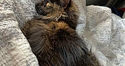 Nona is registered to the contest to win money with this photo: animal, bed, blanket, cat, comfort, cozy, curtain, cute, domestic_animal, feline, fur, home, indoor, pet, relaxed, resting, sleepy, soft_light, tortoiseshell_cat, window