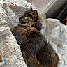 Nona is registered to the contest to win money with this photo: cat, tortoiseshell_cat, pet, feline, animal, indoor, blanket, bed, window, curtain, cozy, relaxed, fur, resting, cute, domestic_animal, soft_light, home, comfort, sleepy