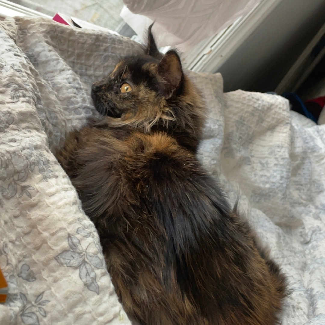 Nona