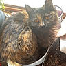 cat, tortoiseshell, pet, animal, fur, plant_pot, window, natural_light, indoor, cozy, curious, amber_eyes, feline, domestic_cat, resting, close_up, home, soft_light, curled_up, cute