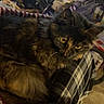 Nona is registered to the contest to win money with this photo: cat, tortoiseshell, fluffy, pet, animal, lap, plaid_pants, indoor, cluttered_background, bicycle, person, furniture, cozy, resting, yellow_eyes, tail, feline, domestic_cat, fur, comfort
