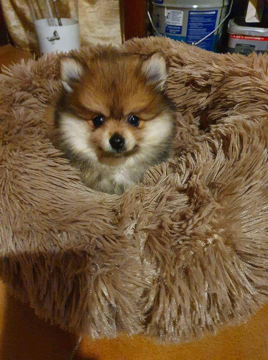 Rosy participe au concours pour gagner de l'argent avec cette photo : canidae, carnivore, claw, companion_dog, dog_breed, fawn, fur, procyonidae, red_panda, snout, tail, terrestrial_animal, whiskers, wildlife, wood