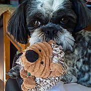 Binki is registered to the contest to win money with this photo: animal, black, brown, closeup, comfort, couch, cute, dog, expression, eyes, fabric, face, fur, home, indoor, mouth, pet, plush_toy, toy, white
