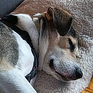 Willow participe au concours pour gagner de l'argent avec cette photo : dog, sleeping, pillow, blanket, fur, resting, pet, cozy, indoor, closeup, relaxation, animal, canine, quiet, comfort, couch, bed, snout, ear, collar