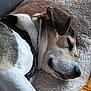 dog, sleeping, pillow, blanket, fur, resting, pet, cozy, indoor, closeup, relaxation, animal, canine, quiet, comfort, couch, bed, snout, ear, collar