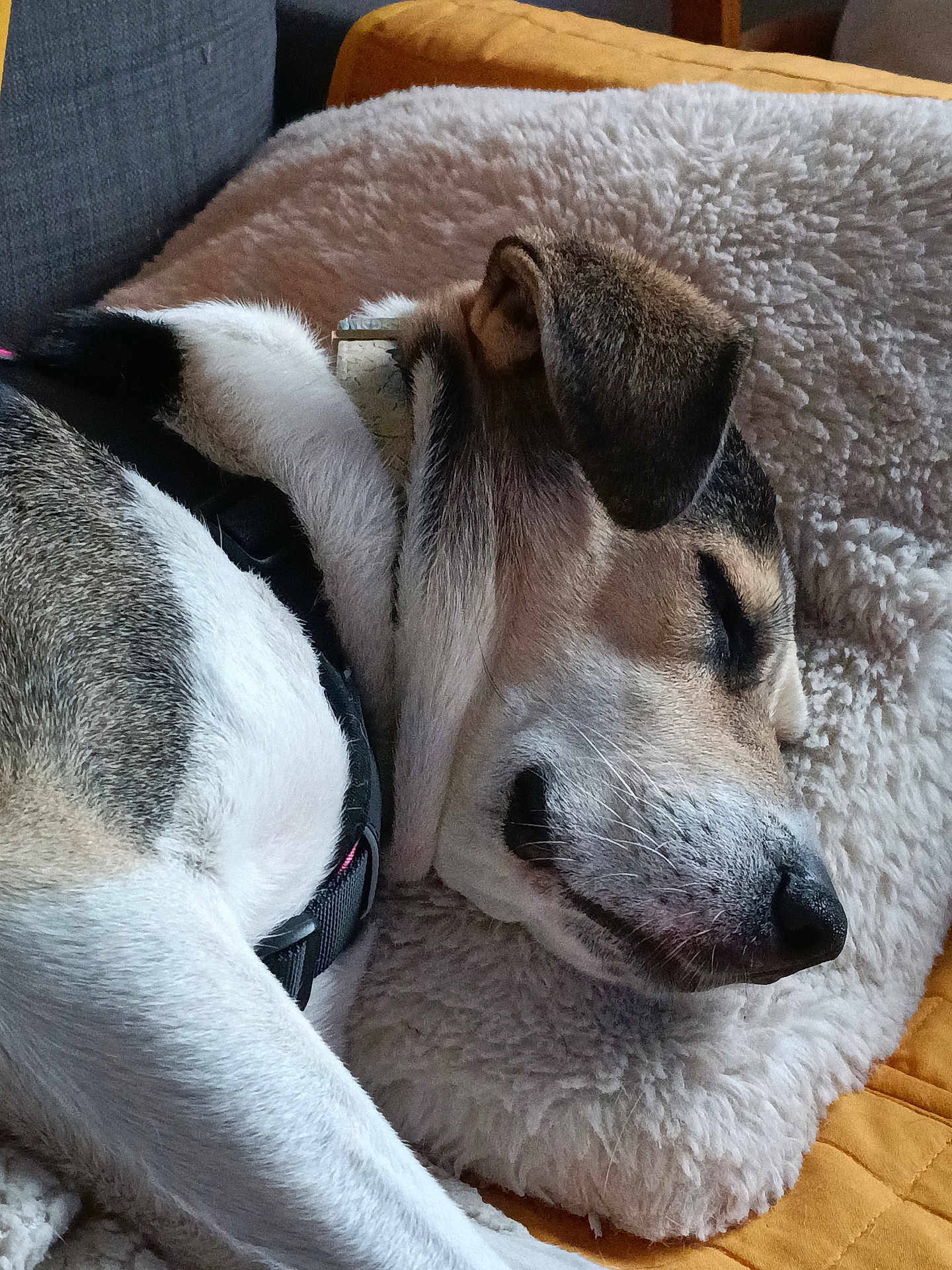 Willow participe au concours pour gagner de l'argent avec cette photo : dog, sleeping, pillow, blanket, fur, resting, pet, cozy, indoor, closeup, relaxation, animal, canine, quiet, comfort, couch, bed, snout, ear, collar