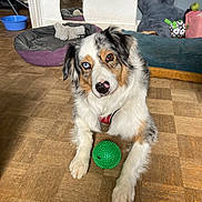 Gipsy a rejoint le concours — aidez-le/la à gagner de superbes lots ! dog, australian_shepherd, heterochromia, blue_eye, brown_eye, toy, green_ball, wooden_floor, dog_bed, mirror, plush_toy, indoor, pet, flooring, fur, looking_at_camera, animal, playful, resting, household