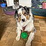 dog, australian_shepherd, heterochromia, blue_eye, brown_eye, toy, green_ball, wooden_floor, dog_bed, mirror, plush_toy, indoor, pet, flooring, fur, looking_at_camera, animal, playful, resting, household