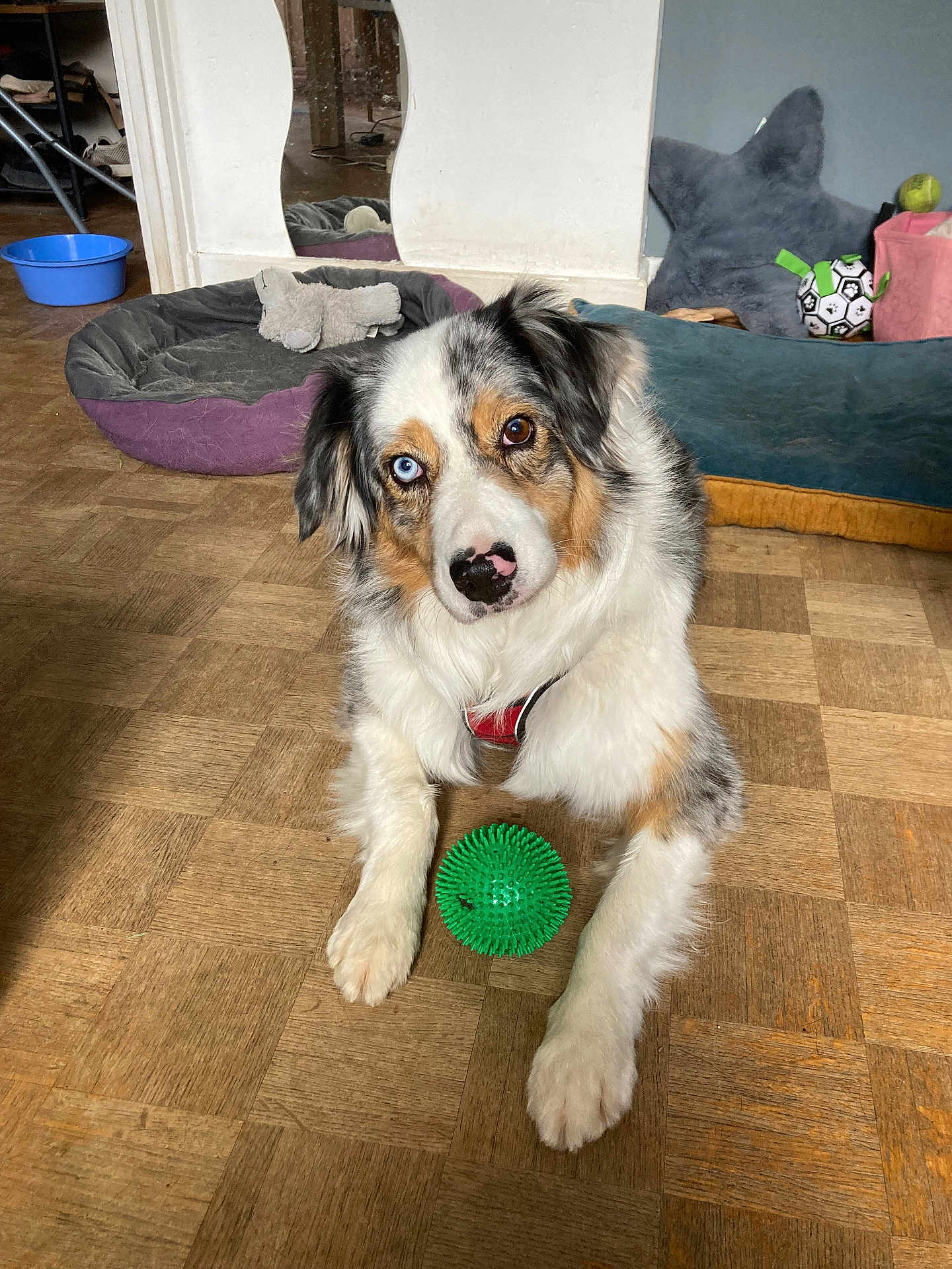 Gipsy a rejoint le concours — aidez-le/la à gagner de superbes lots ! dog, australian_shepherd, heterochromia, blue_eye, brown_eye, toy, green_ball, wooden_floor, dog_bed, mirror, plush_toy, indoor, pet, flooring, fur, looking_at_camera, animal, playful, resting, household