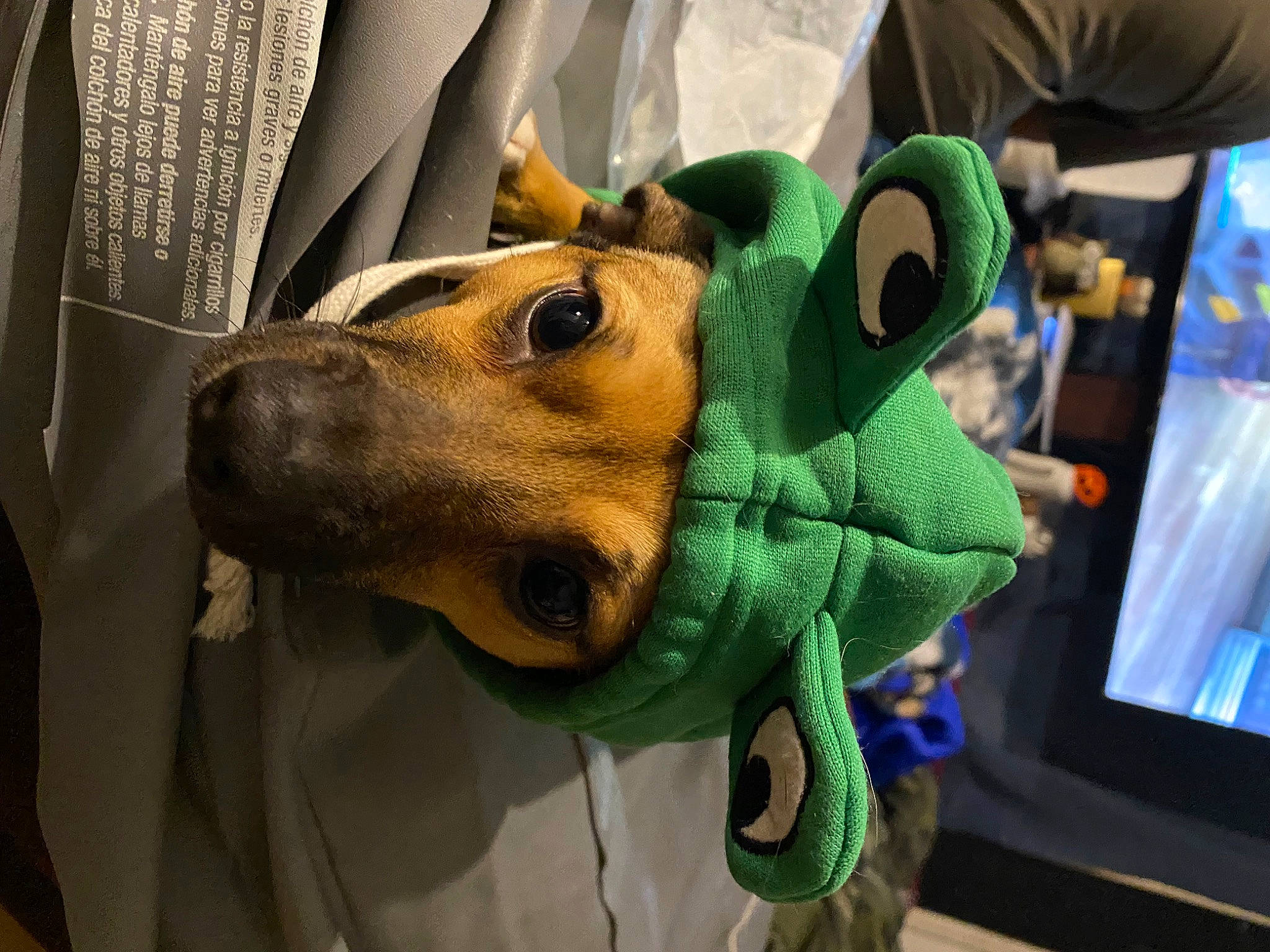 Dodge is registered to the contest to win money with this photo: carnivore, companion_dog, costume, curtain, dog, dog_breed, ear, event, eyewear, fashion_accessory, fawn, fur, jaw, mascot, personal_protective_equipment, plush, snout, stuffed_toy, whiskers, working_animal