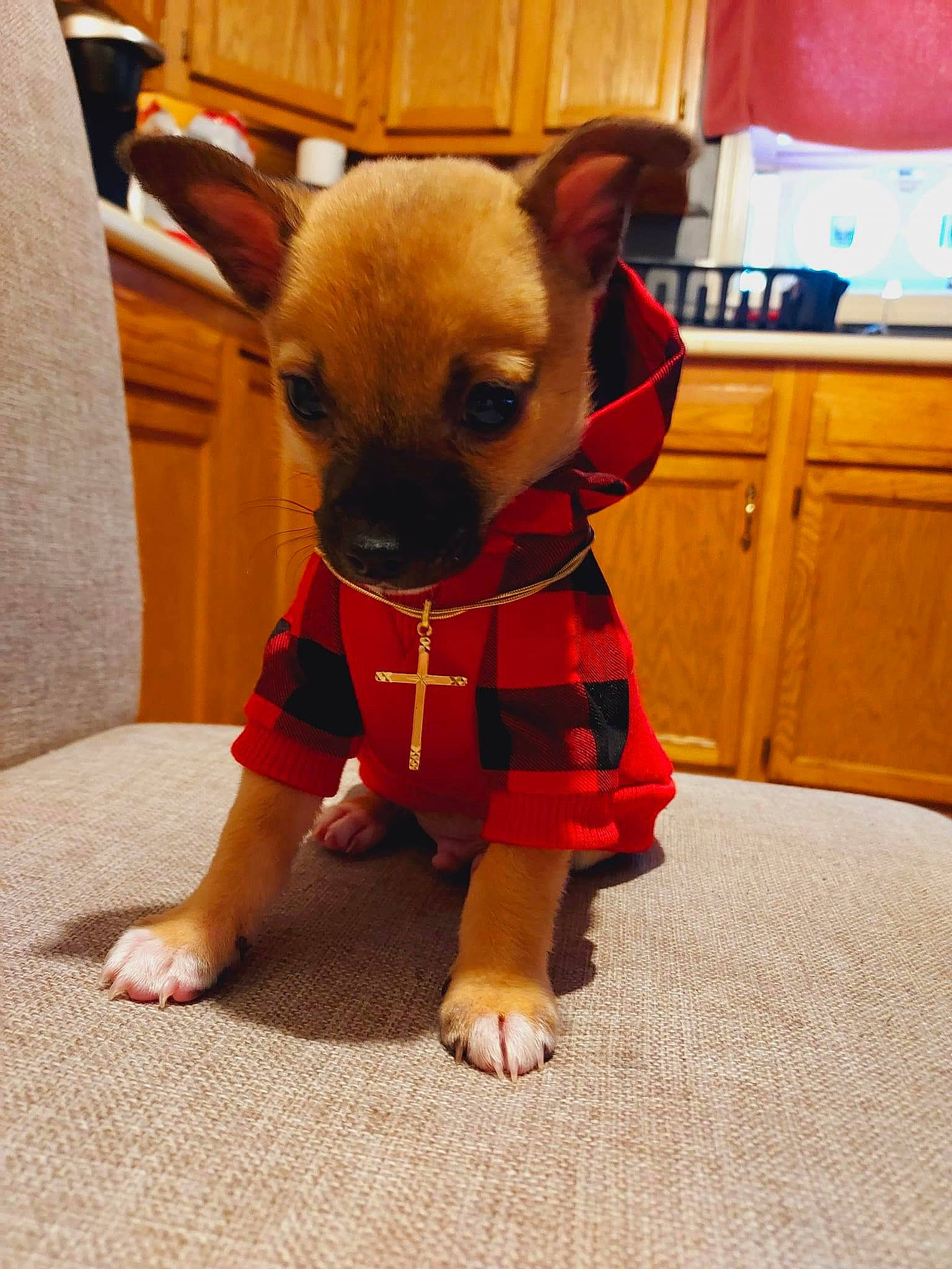 Dodge is registered to the contest to win money with this photo: cabinetry, carnivore, chihuahua, collar, companion_dog, costume_hat, dog, dog_breed, dog_clothes, dog_collar, dog_supply, event, fawn, flooring, pet_supply, snout, sporting_group, toy_dog, whiskers, working_animal