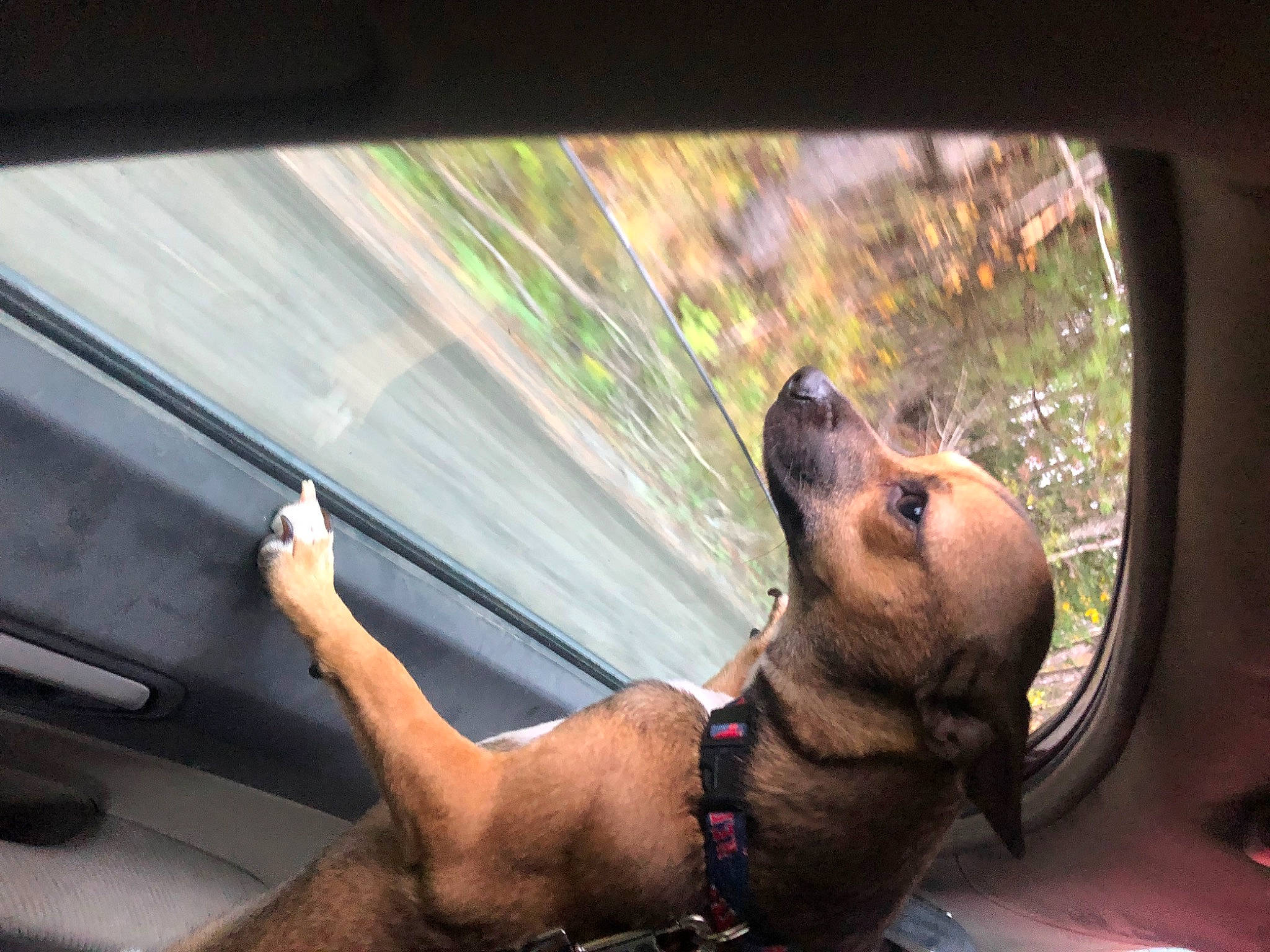 Dodge joined the competition — help win amazing prizes! automotive_exterior, automotive_lighting, automotive_mirror, car, carnivore, collar, companion_dog, dog, dog_breed, fawn, motor_vehicle, plant, rear_view_mirror, snout, tints_and_shades, vehicle, vehicle_door, whiskers, window, windshield