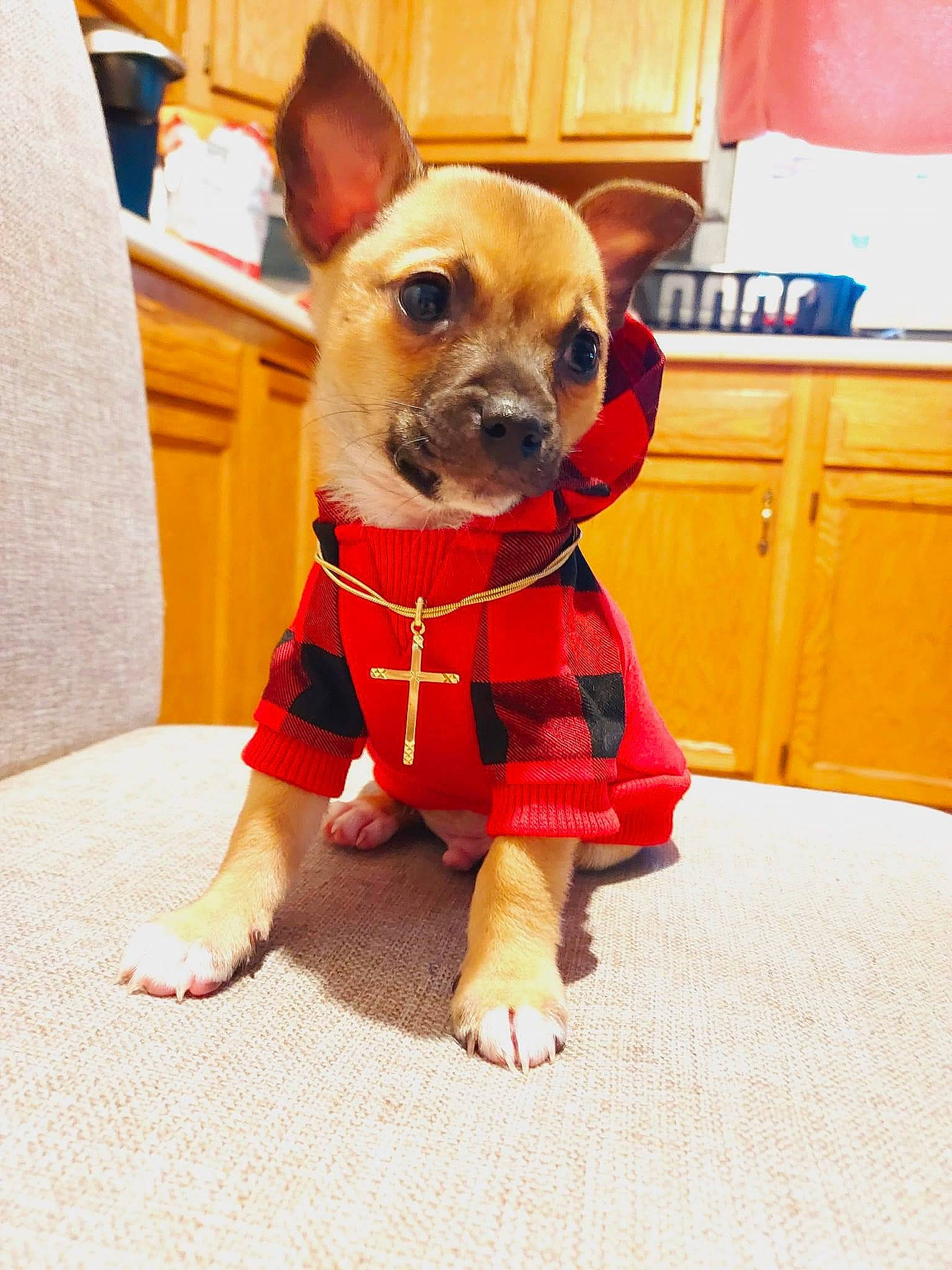 Dodge joined the competition — help win amazing prizes! canidae, carnivore, collar, companion_dog, dog, dog_breed, dog_clothes, dog_collar, dog_supply, fashion_accessory, fawn, firefighter, hat, orange, personal_protective_equipment, pet_supply, snout, sporting_group, toy_dog, working_animal