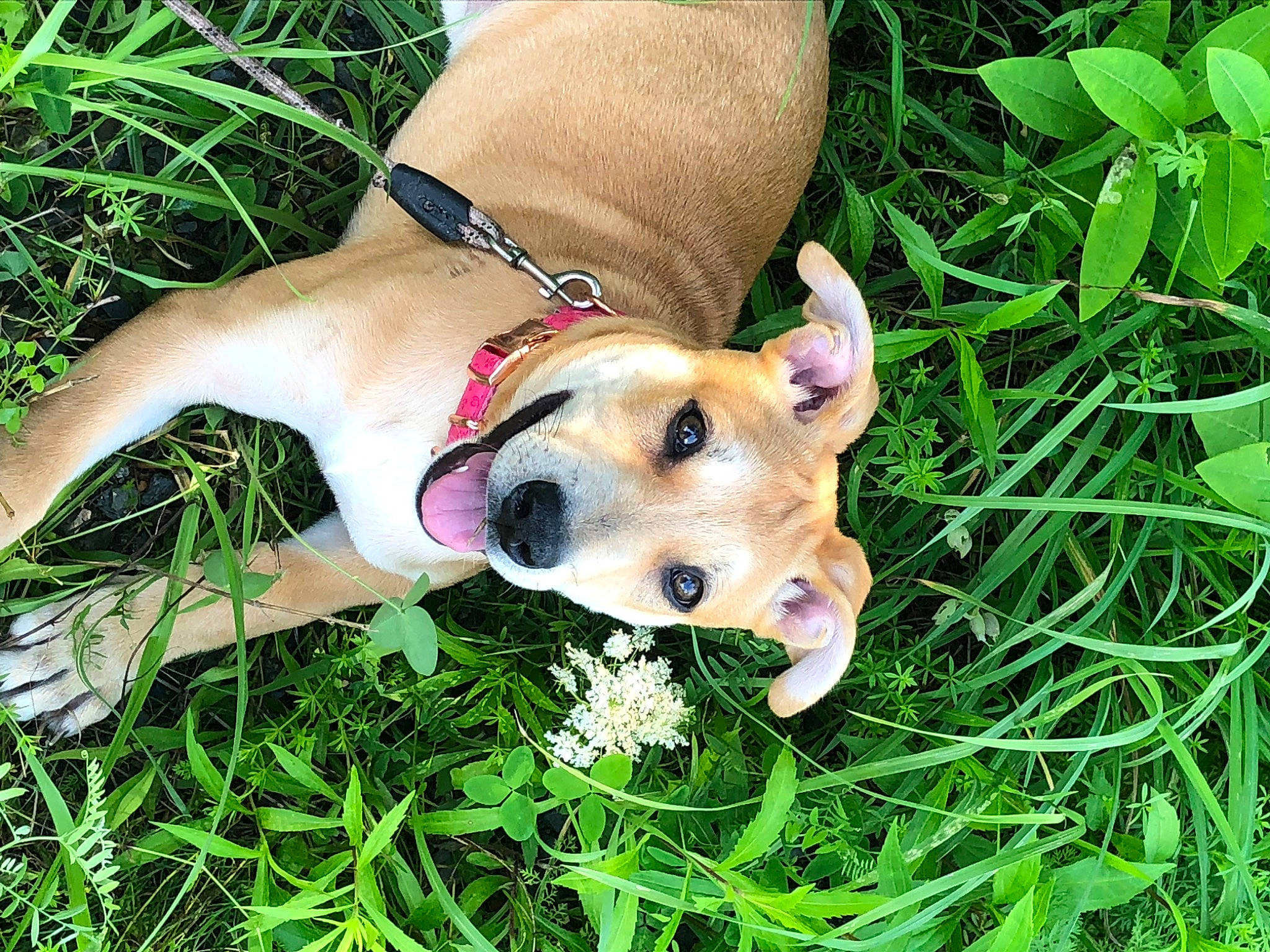 Chloe is registered to the contest to win money with this photo: carnivore, collar, companion_dog, dog, dog_breed, dog_collar, dog_supply, fashion_accessory, fawn, grass, happy, hat, human_leg, paw, plant, sporting_group, sunglasses, watch, working_animal, wrist