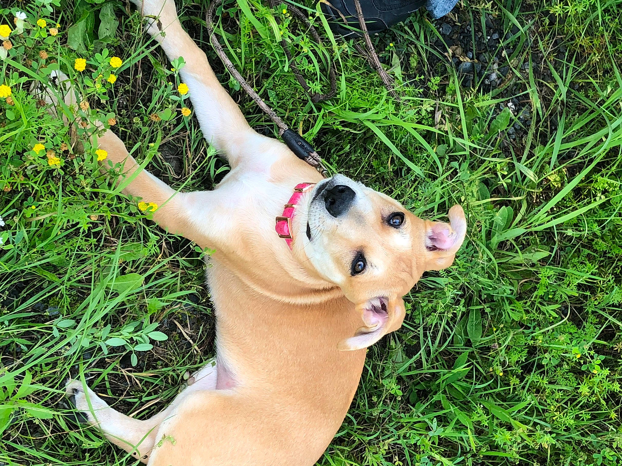 Chloe joined the competition — help win amazing prizes! adventure, canidae, carnivore, companion_dog, dog, dog_breed, eyewear, fawn, foot, gesture, grass, happy, human_leg, people_in_nature, plant, snout, sporting_group, sunglasses, tail, tree