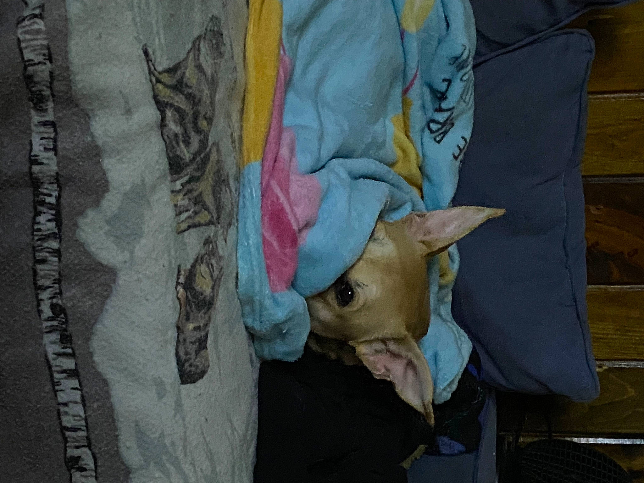 Chloe joined the competition — help win amazing prizes! bag, comfort, denim, felidae, fur, grey, human_leg, linens, pattern, room, sleeve, t_shirt, textile, tree, visual_arts, window, wood