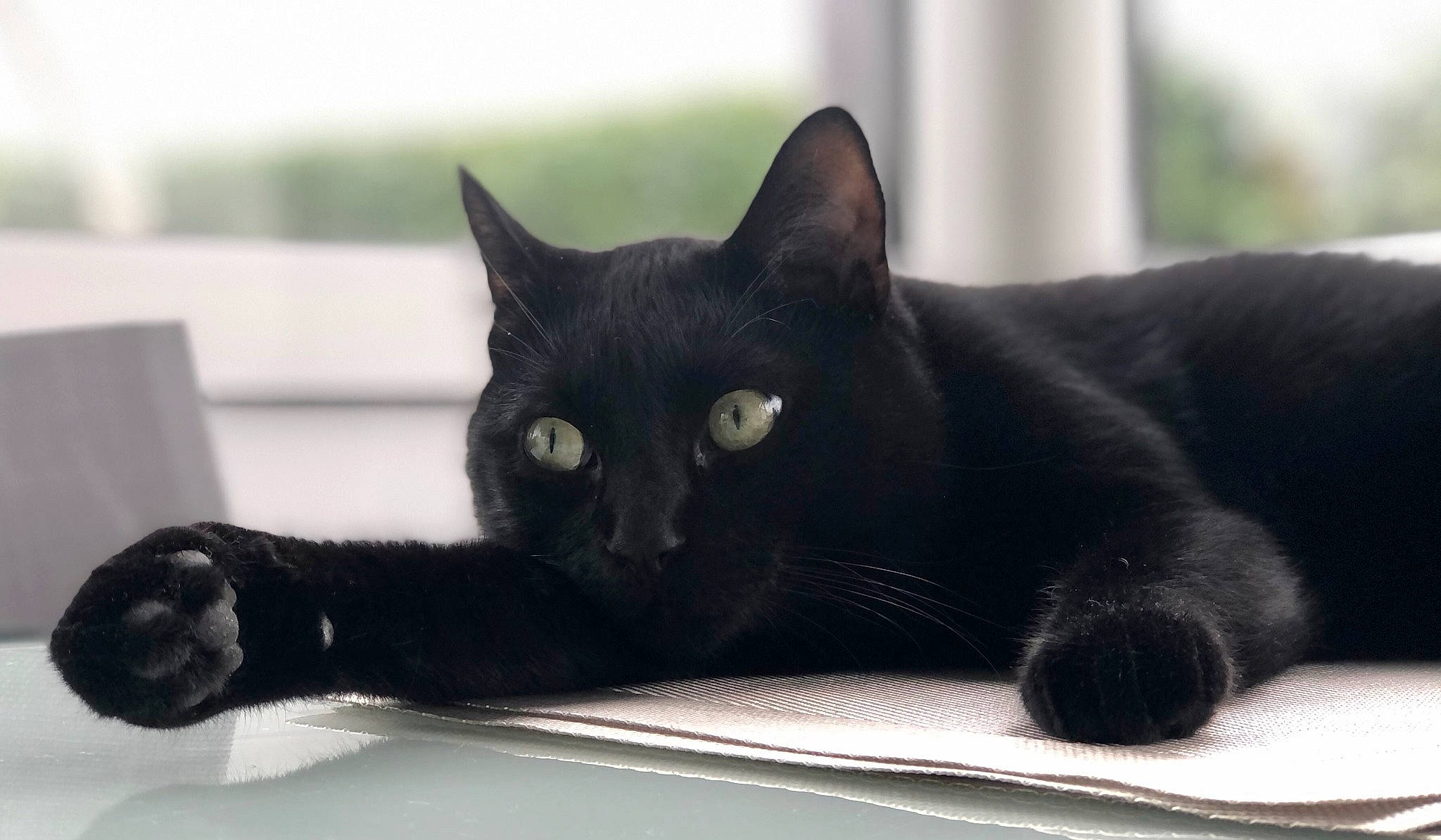 Mimiou a rejoint le concours — aidez-le/la à gagner de superbes lots ! black_cat, bombay, carnivore, cat, claw, comfort, domestic_short_haired_cat, eye, felidae, fur, havana_brown, head, paw, small_to_medium_sized_cats, snout, tail, terrestrial_animal, whiskers