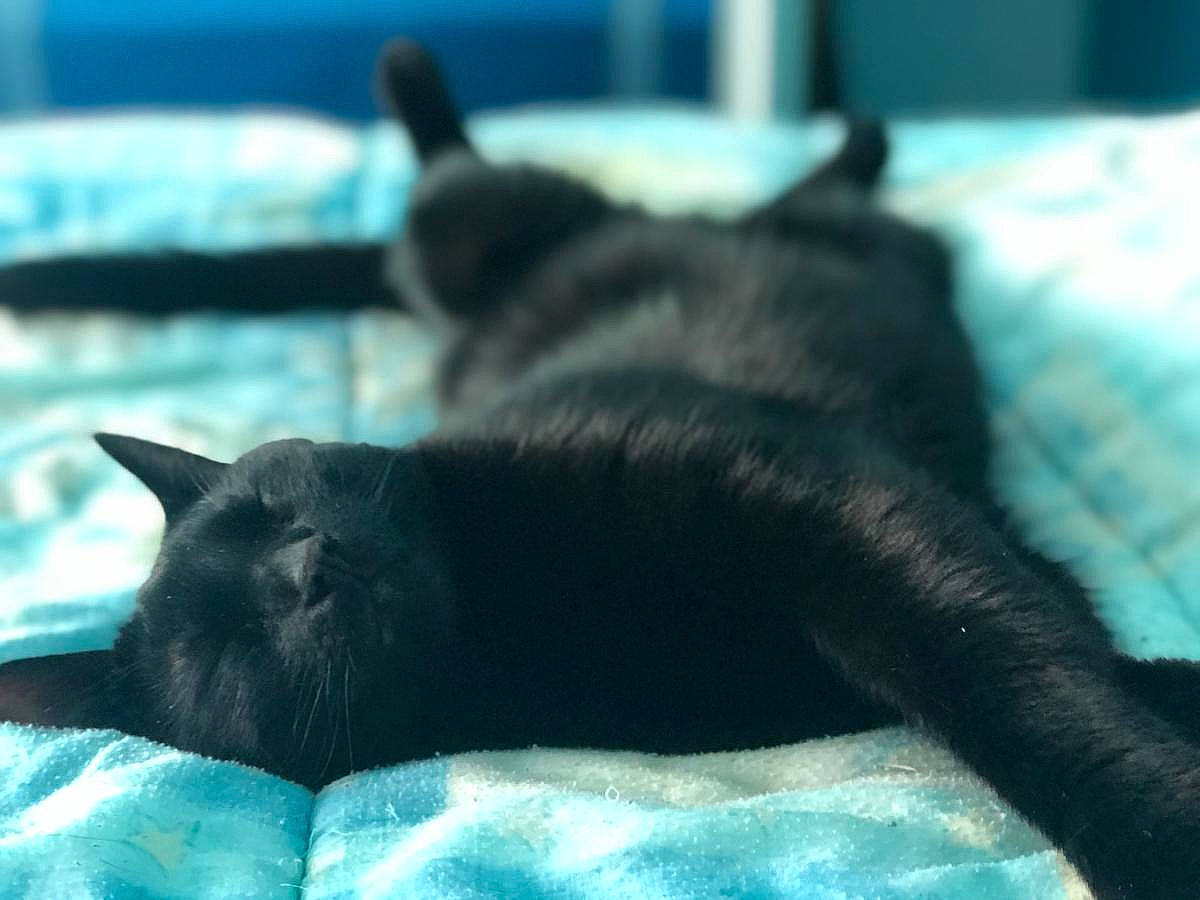 Mimiou participe au concours pour gagner de l'argent avec cette photo : black_cat, bombay, canidae, carnivore, cat, comfort, dog_breed, domestic_short_haired_cat, electric_blue, felidae, fur, mammal, room, small_to_medium_sized_cats, snout, sporting_group, tail, tints_and_shades, vertebrate, whiskers