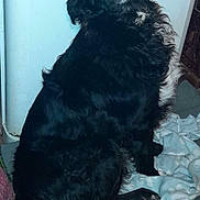 Cezar is registered to the contest to win money with this photo: animal, black_dog, blanket, carpet, cozy, curious, dog, floor, fur, furniture, home, indoor, looking_back, paw, pet, relaxed, sitting, tail, wall, white_patch