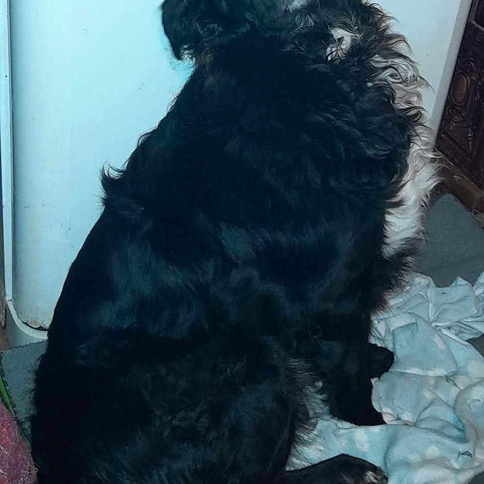 Cezar