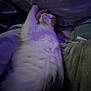 Mika is registered to the contest to win money with this photo: cat, fluffy, bed, blanket, cushion, purple_light, cozy, sleeping, pet, indoor, fur, relaxing, animal, whiskers, paw, comfort, home, resting, feline, domestic
