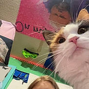 Mika joined the competition — help win amazing prizes! cat, person, glasses, selfie, indoor, poster, wall, green_wall, curious_cat, young_adult, blond_hair, nose_ring, whiskers, close_up, casual, room_decor, reflection, feline, headshot, curly_hair