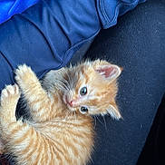 Bug joined the competition — help win amazing prizes! kitten, cat, orange_tabby, pet, animal, cute, furry, lap, person, clothing, blue_jacket, black_pants, small, young, whiskers, ears, fur, resting, indoors, cozy
