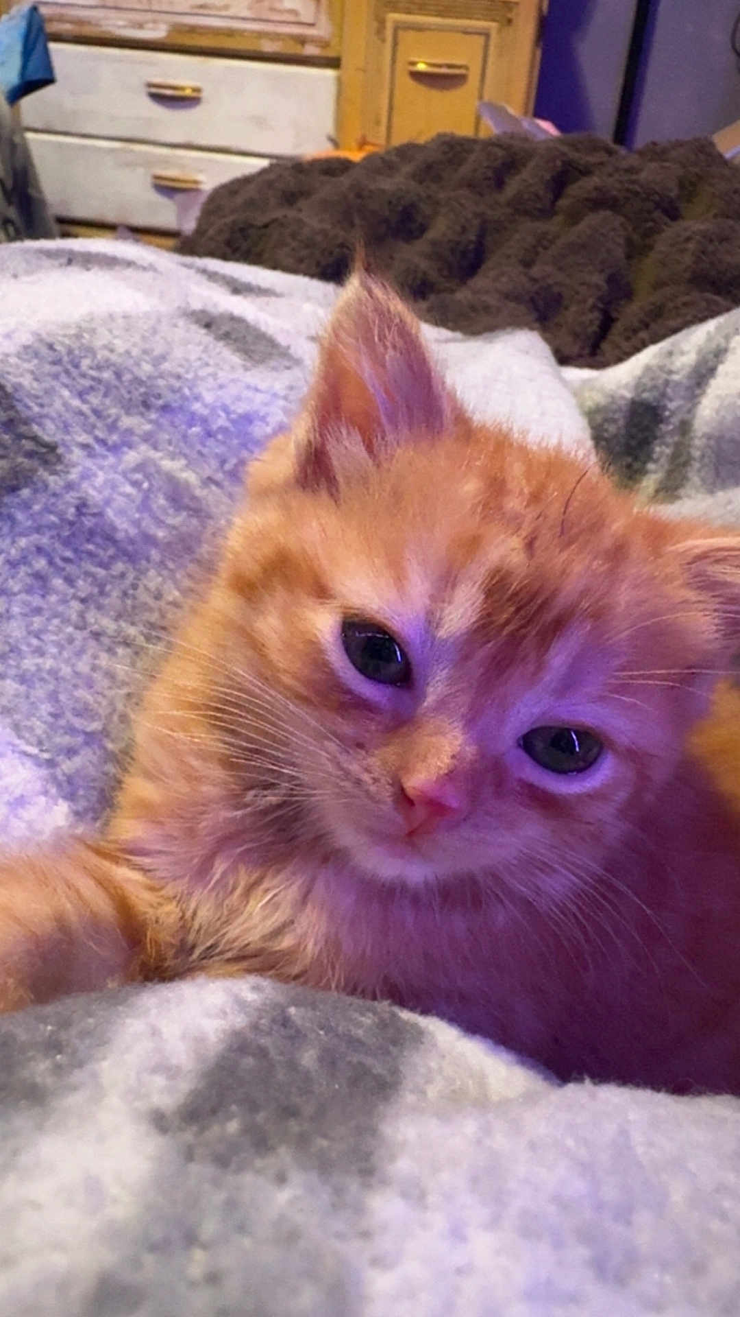 Bug joined the competition — help win amazing prizes! kitten, cat, orange_cat, pet, animal, furry, cute, sleepy, indoor, blanket, soft, cozy, resting, closeup, face, whiskers, fur, domestic_animal, home, furniture