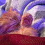 Bug joined the competition — help win amazing prizes! kitten, cat, sleeping, paw, orange_cat, cozy, blanket, soft_texture, close_up, pet, fur, cute, resting, animal, indoor, warm, snuggled, relaxed, tiny, pink_paw