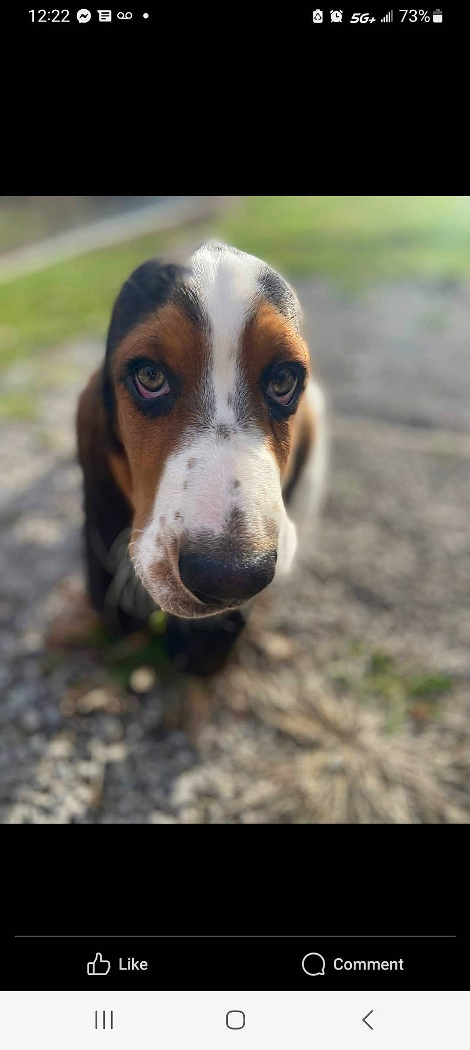 Sawyer joined the competition — help win amazing prizes! beagle, canidae, carnivore, companion_dog, dog, dog_breed, hound, hunting_dog, liver, scent_hound, sporting_group, terrestrial_animal, whiskers